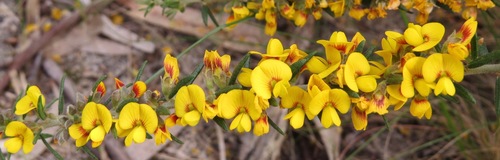 Aotus ericoides (Common Aotus)