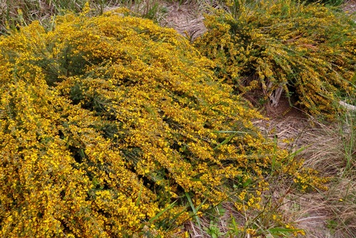 Aotus ericoides (Common Aotus) (alternate view 2)
