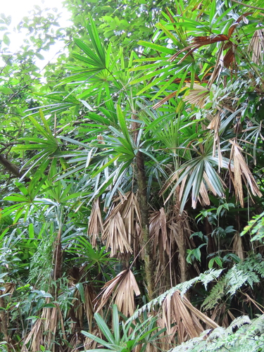 Rhapis excelsa (Lady Palm Tree)