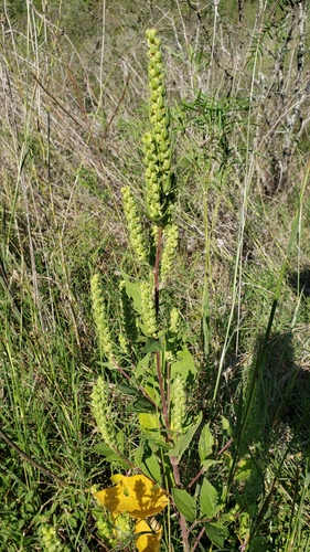 Iva annua (Sumpweed) (alternate view 2)