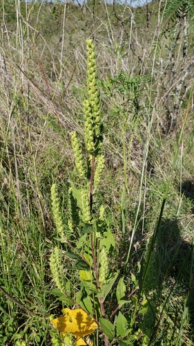 Iva annua (Sumpweed) (alternate view 3)