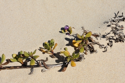 Scaevola calendulacea (dune fan-flower) (alternate view 5)