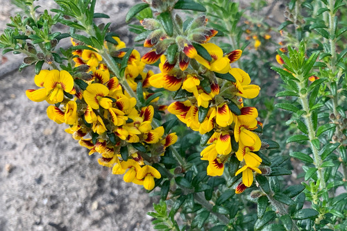 Aotus ericoides (Common Aotus) (alternate view 5)