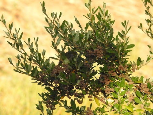 Spyridium globulosum (basket bush)