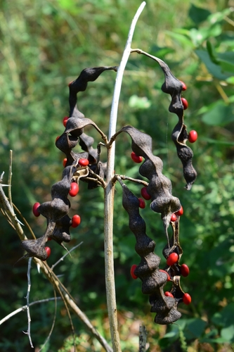 Erythrina herbacea (Eastern Coral Bean) (alternate view 5)