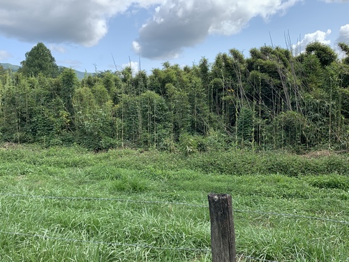 Arundinaria gigantea (river cane) (alternate view 5)