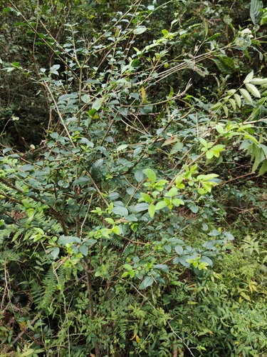 Ligustrum ovalifolium (garden privet)