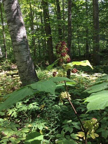 Aralia racemosa (American spikenard)