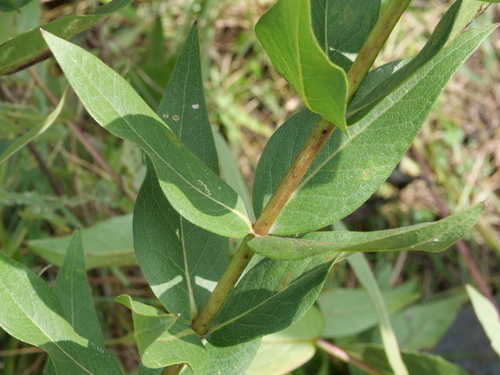 Silphium integrifolium (prairie rosinweed) (alternate view 6)