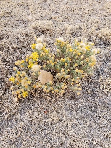 Xanthisma spinulosum (Spiny Goldenweed) (alternate view 2)