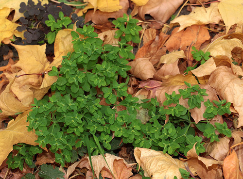 Euphorbia peplus (petty spurge) (alternate view 5)