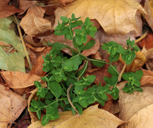 Euphorbia peplus (petty spurge) (alternate view 4)