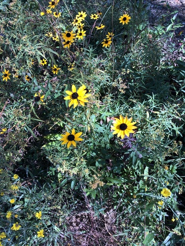 Rudbeckia fulgida var. fulgida (Orange Coneflower)