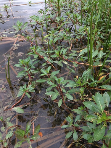 Ludwigia peploides (floating primrose-willow)