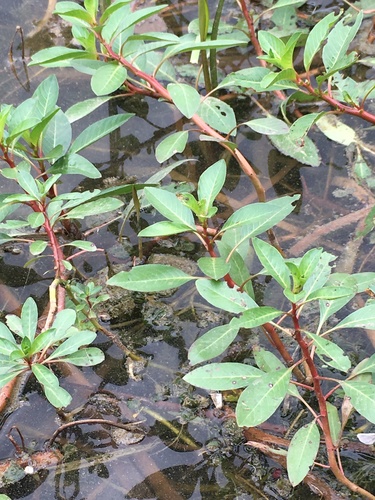 Ludwigia peploides (floating primrose-willow) (alternate view 2)