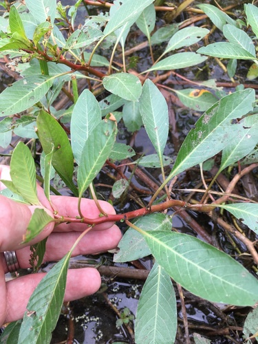 Ludwigia peploides (floating primrose-willow) (alternate view 3)