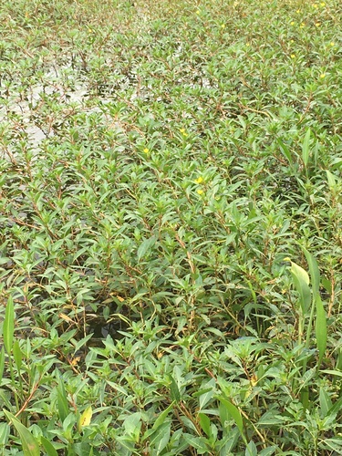 Ludwigia peploides (floating primrose-willow) (alternate view 4)