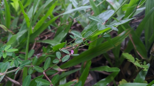 Kummerowia striata (Japanese Clover) (alternate view 3)