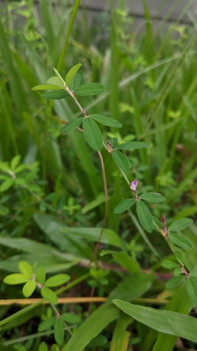 Kummerowia striata (Japanese Clover) (alternate view 4)