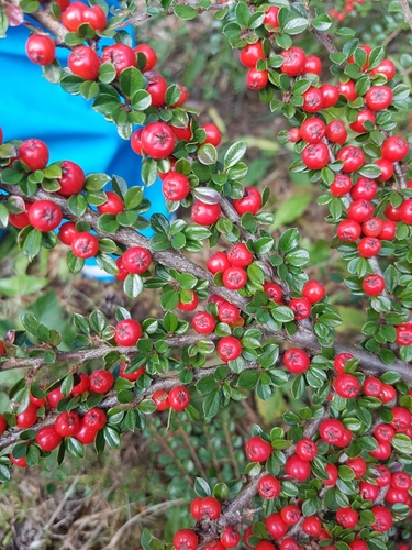 Cotoneaster horizontalis (rock cotoneaster)