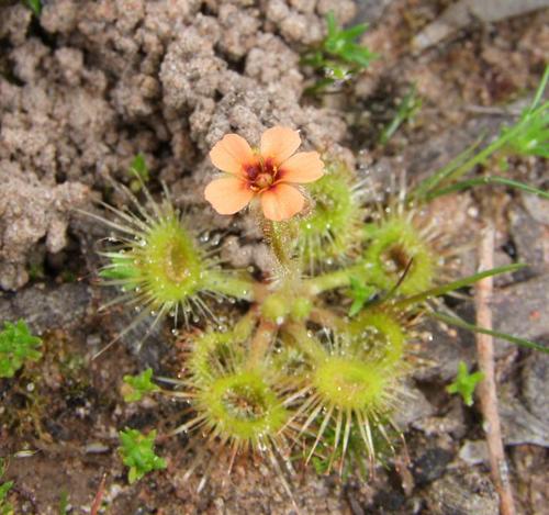 Drosera glanduligera (Pimpernel sundew) (alternate view 3)