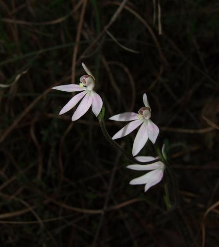 Caladenia carnea (Pink Lady Fingers) (alternate view 7)