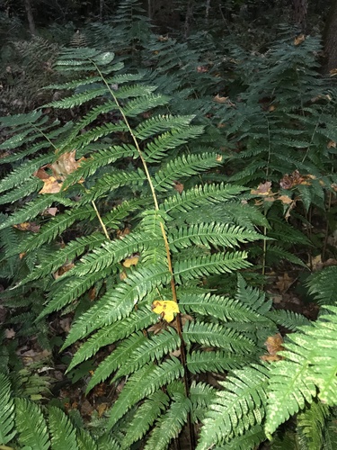 Dryopteris spp. (Mixed Hardy Ferns) (alternate view 5)