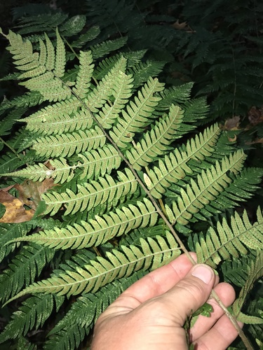 Dryopteris spp. (Mixed Hardy Ferns) (alternate view 6)