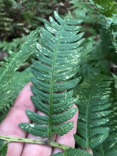 Dryopteris spp. (Mixed Hardy Ferns) (alternate view 7)