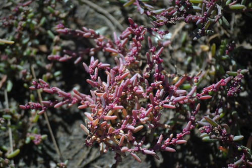 Suaeda maritima (Herbaceous Seepweed)