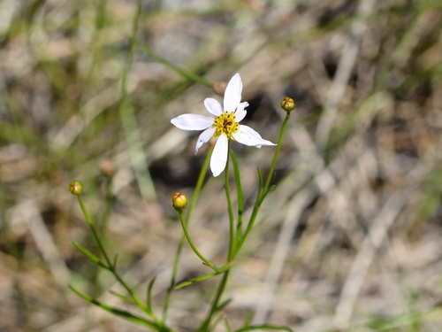 Coreopsis rosea (Pink Tickseed)