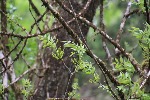 Fraxinus latifolia (Oregon ash)