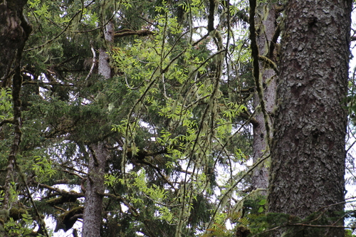 Fraxinus latifolia (Oregon ash) (alternate view 2)