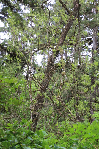 Fraxinus latifolia (Oregon ash) (alternate view 3)