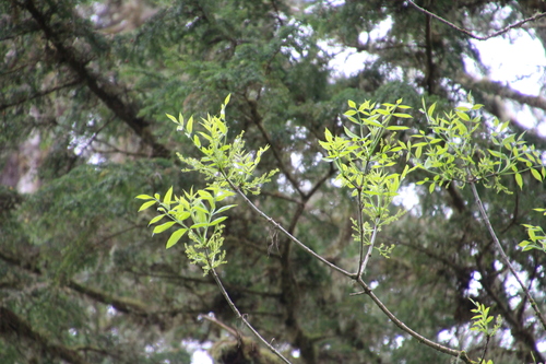 Fraxinus latifolia (Oregon ash) (alternate view 4)