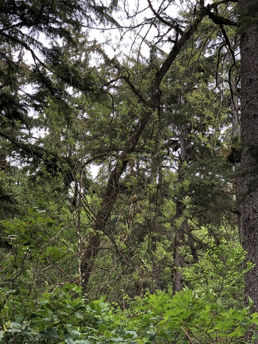Fraxinus latifolia (Oregon ash) (alternate view 5)