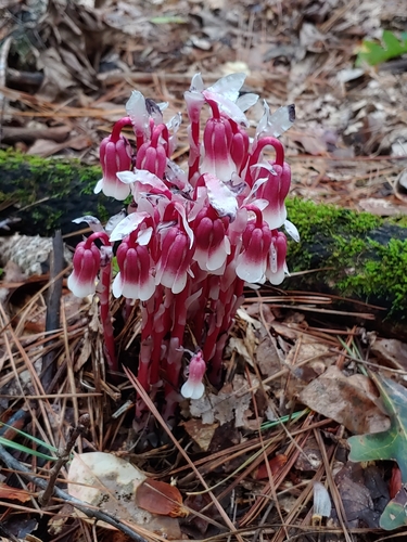 Monotropa uniflora (Ghost Pipe)