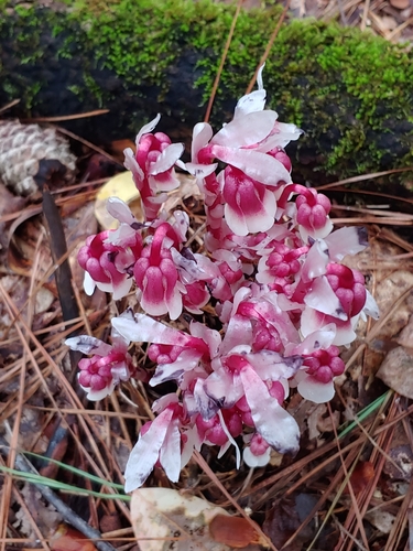 Monotropa uniflora (Ghost Pipe)