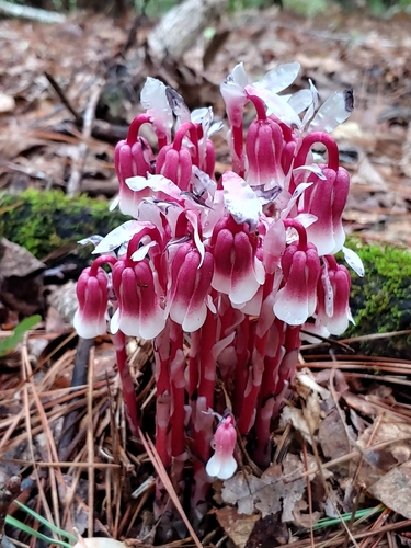 Monotropa uniflora (Ghost Pipe)