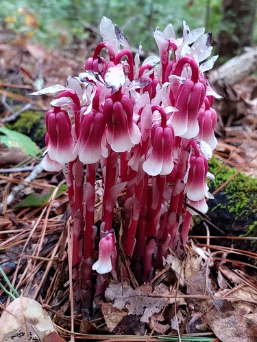 Monotropa uniflora (Ghost Pipe)