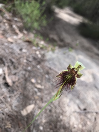 Calochilus paludosus (red beard orchid)