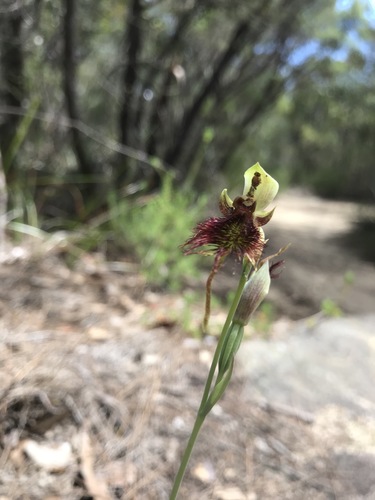 Calochilus paludosus (red beard orchid) (alternate view 2)