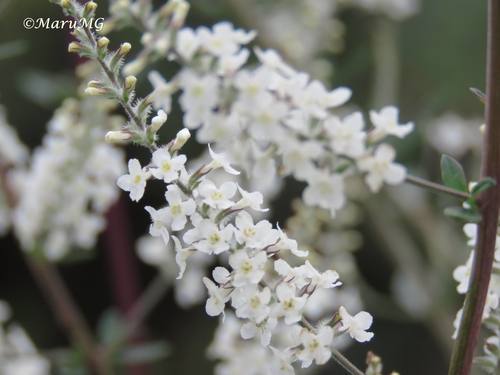 Aloysia gratissima (Whitebrush) (alternate view 5)