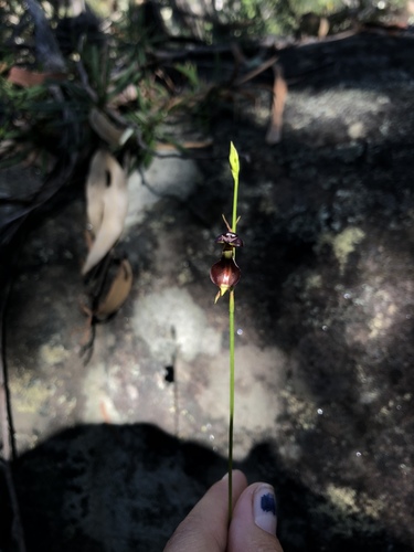Caleana major (Large Flying Duck Orchid) (alternate view 8)