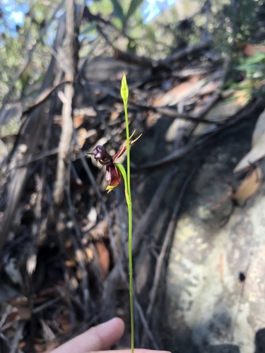 Caleana major (Large Flying Duck Orchid) (alternate view 9)