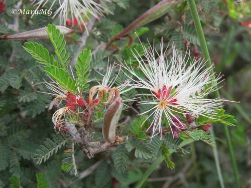 Calliandra eriophylla (pink fairy-duster) (alternate view 10)