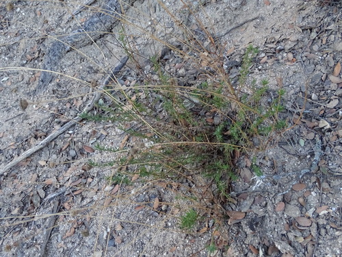 Santolina rosmarinifolia (Green Lavender Cotton)