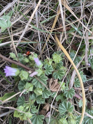 Malva neglecta (dwarf mallow, cheese plant) (alternate view 3)