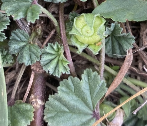 Malva neglecta (dwarf mallow, cheese plant) (alternate view 4)