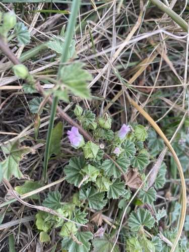 Malva neglecta (dwarf mallow, cheese plant) (alternate view 5)